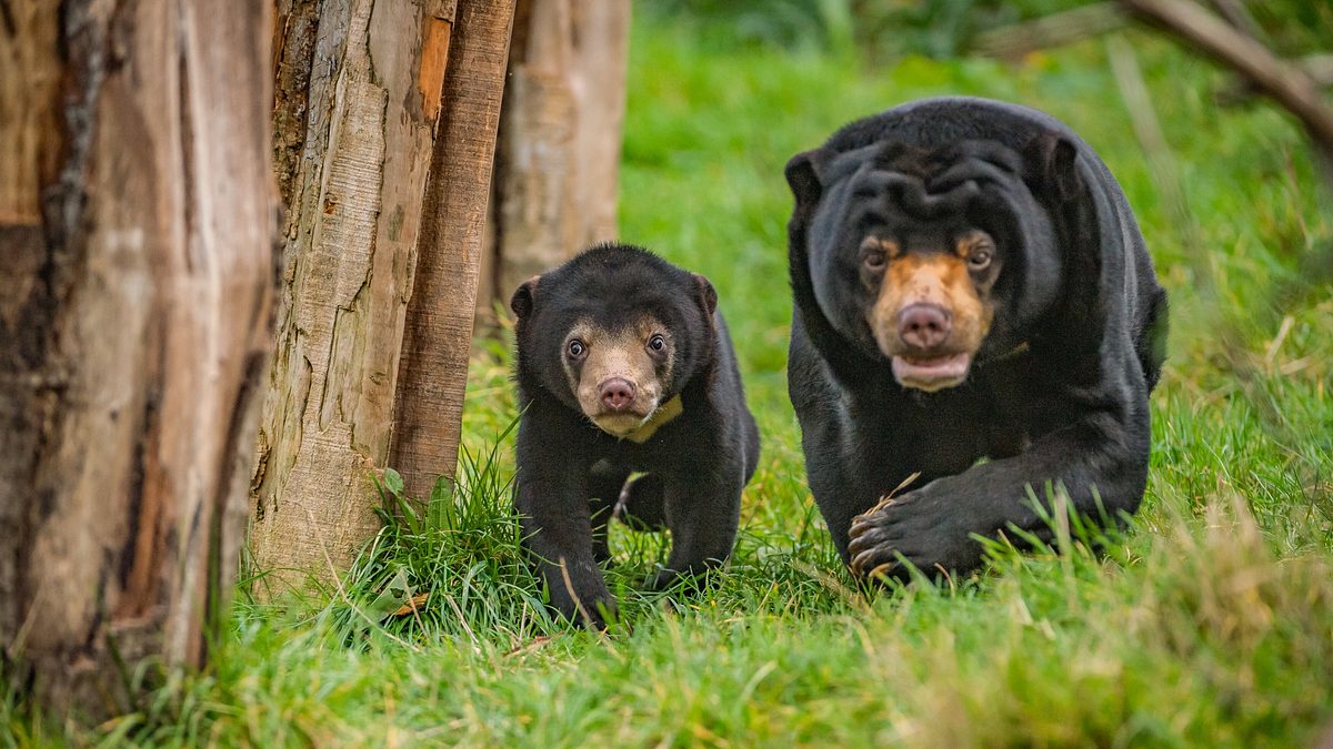 zoo und so - tierisch wild!
