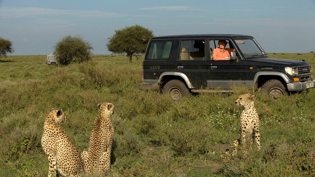 kampf der raubkatzen - löwe gegen gepard
