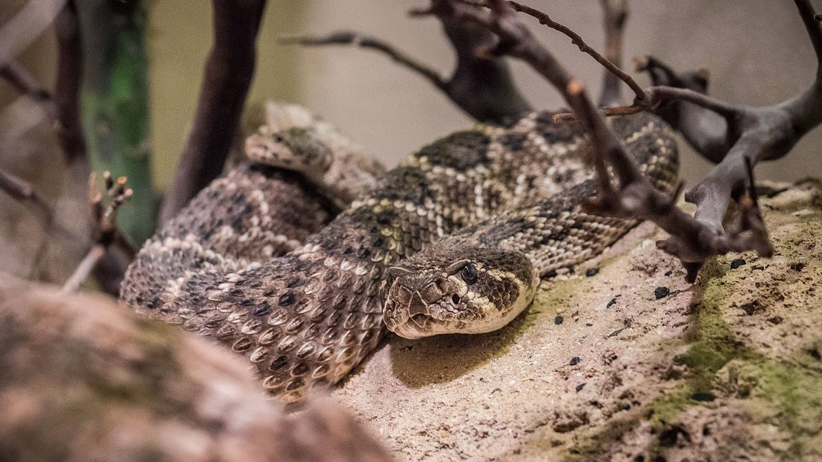 bronx zoo - tierpark der superlative