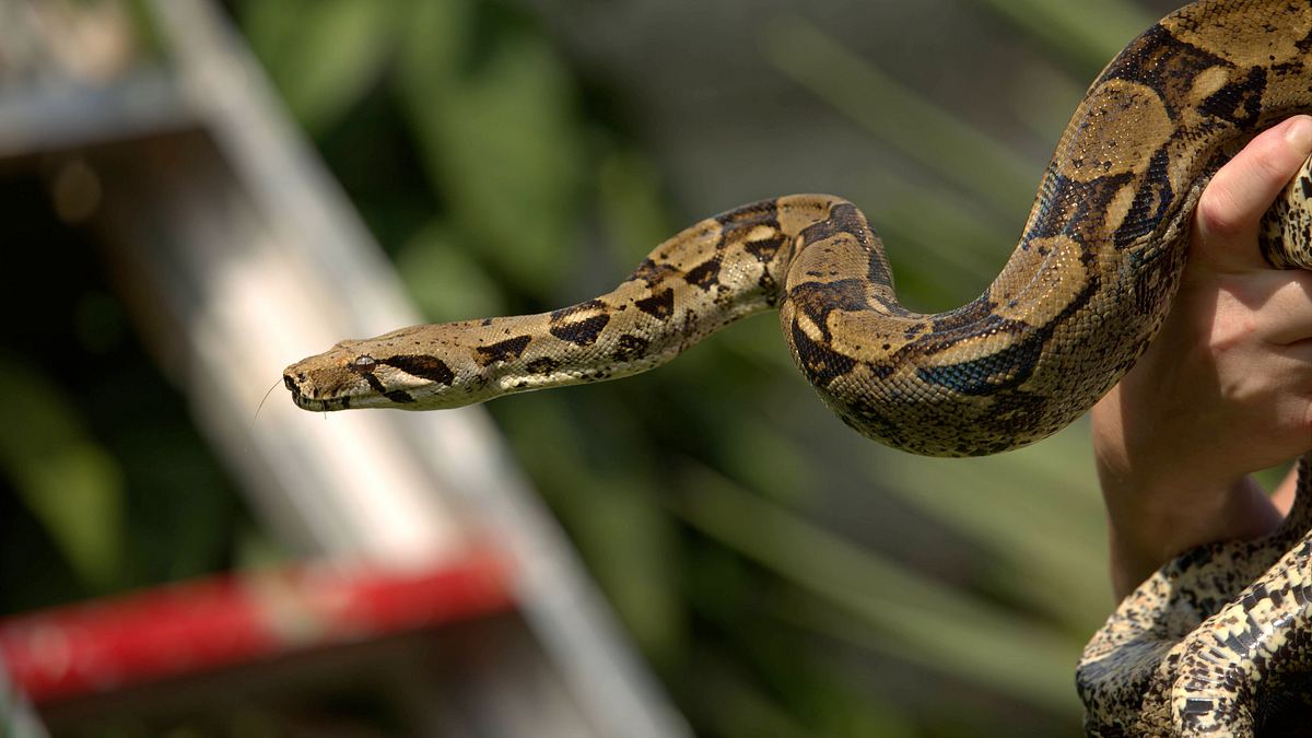 snakes in the city