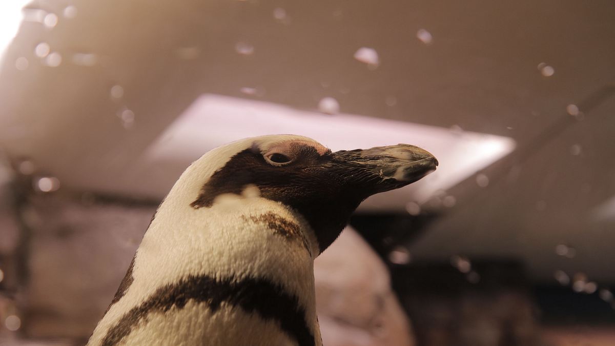 das atlanta-aquarium