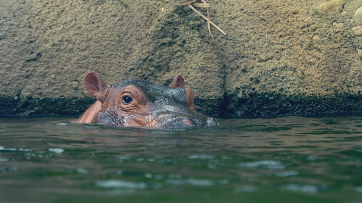 Die Superkräfte der Tiere die superkräfte der tiere