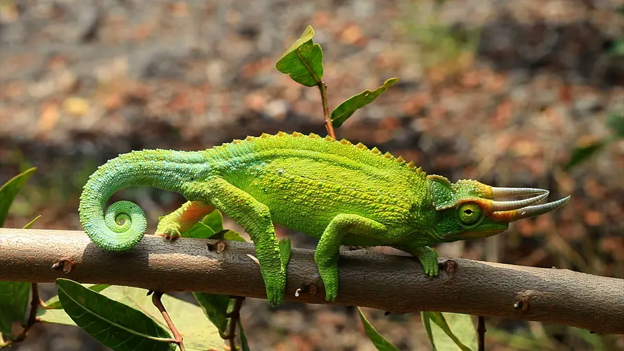 tierische superhelden
