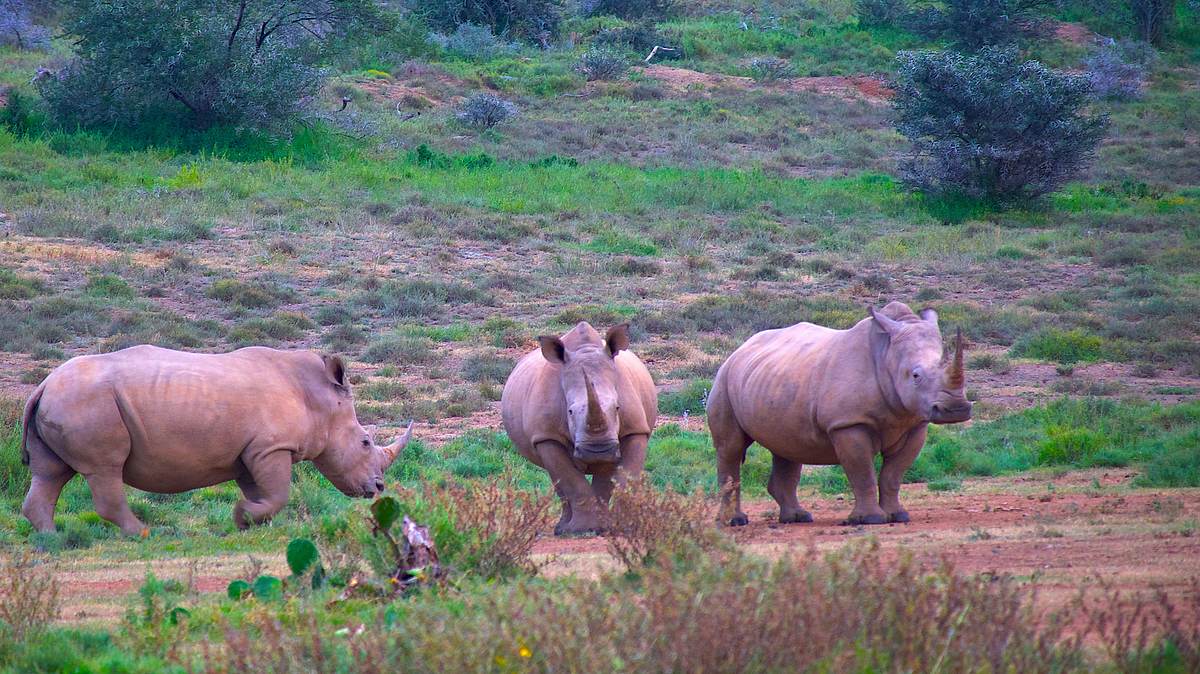 nashörner ohne horn: artenschutz in südafrika