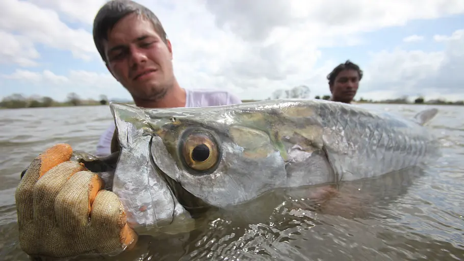 Zeb Hogans Monsterfische zeb hogans monsterfische