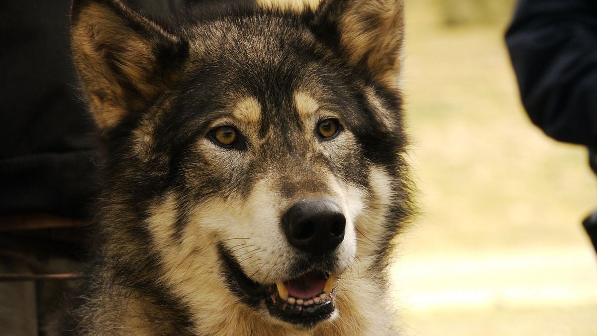 wolf town