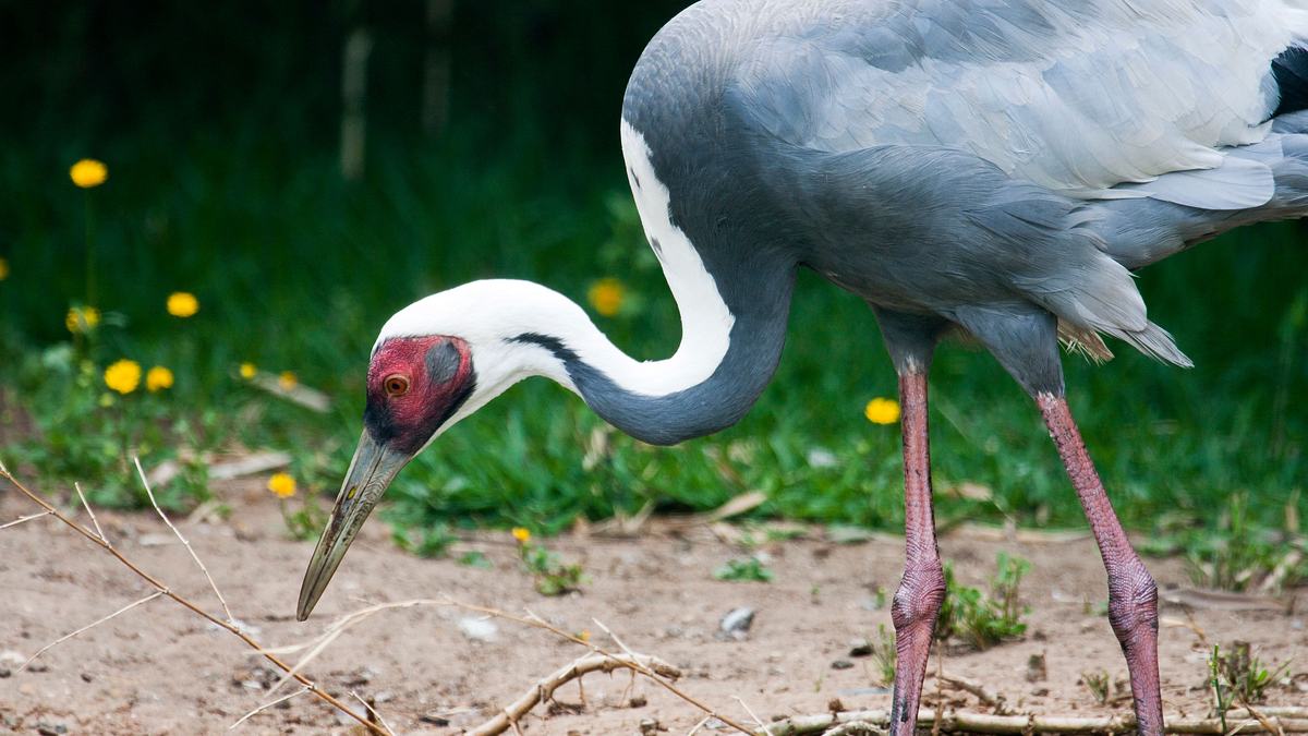 bronx zoo - tierpark der superlative