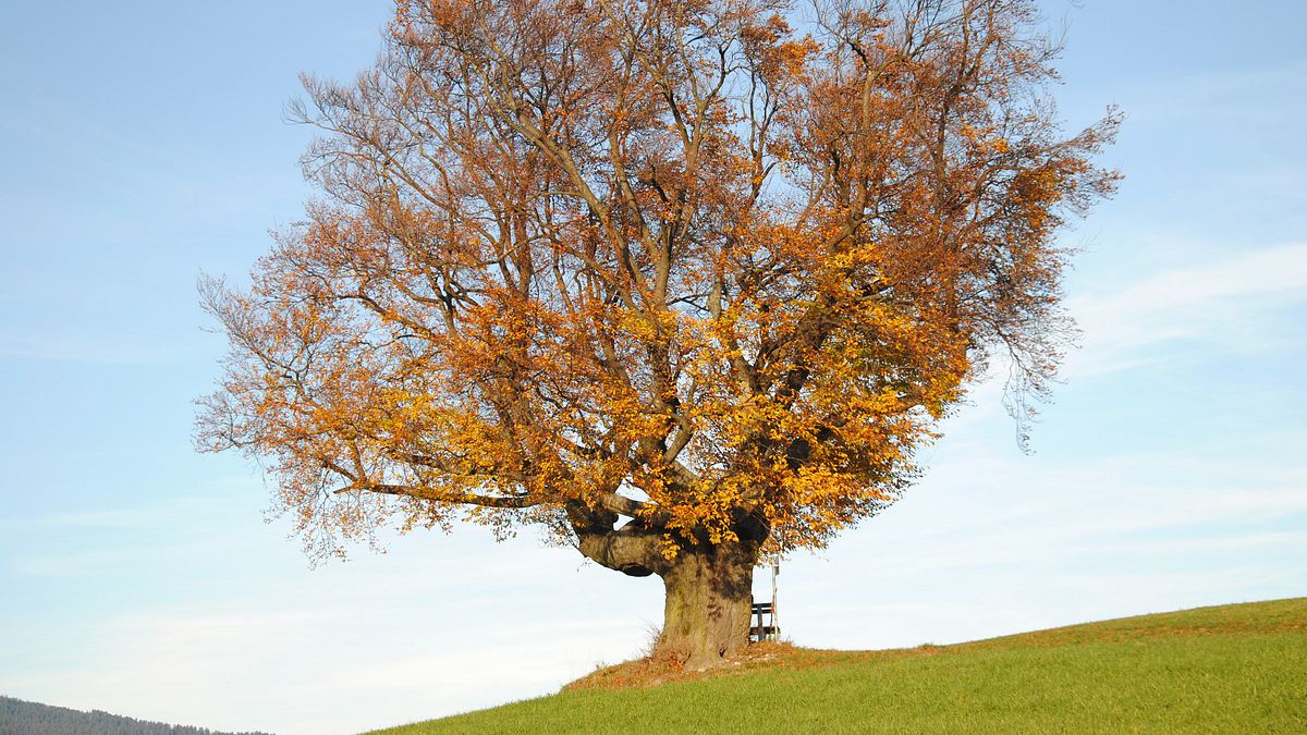 die geheimnisvolle welt der bäume - naturschätze der steiermark