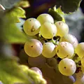 Österreich-Bild Thumbnail
