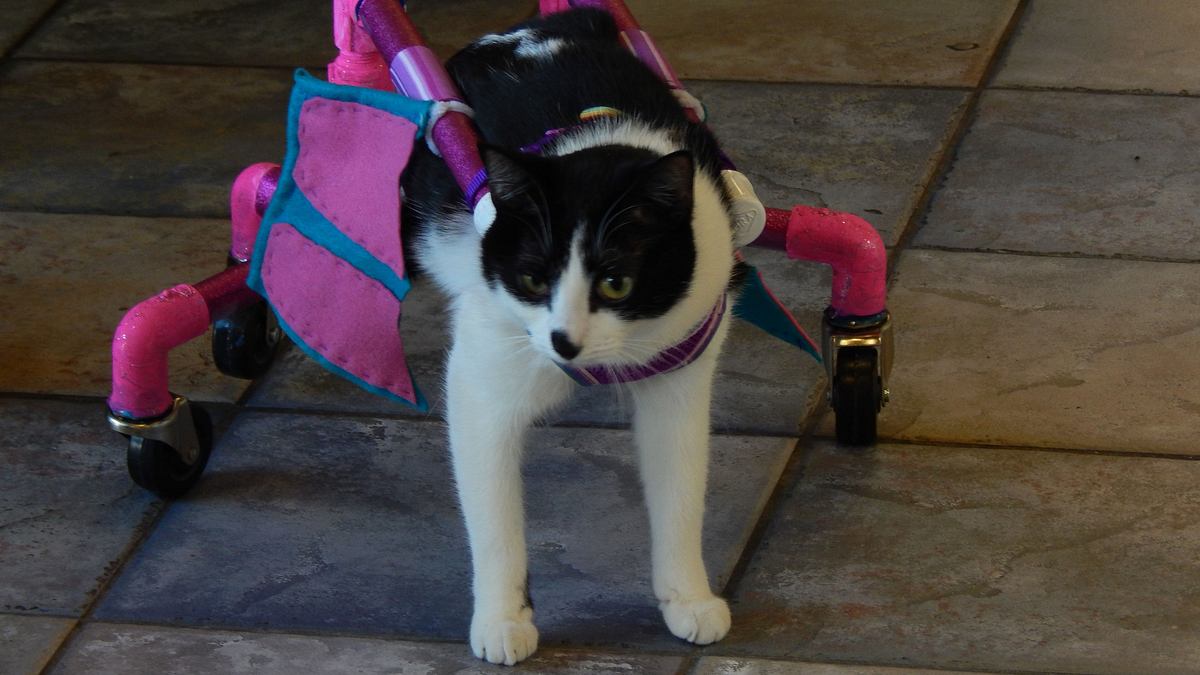der katzenflüsterer