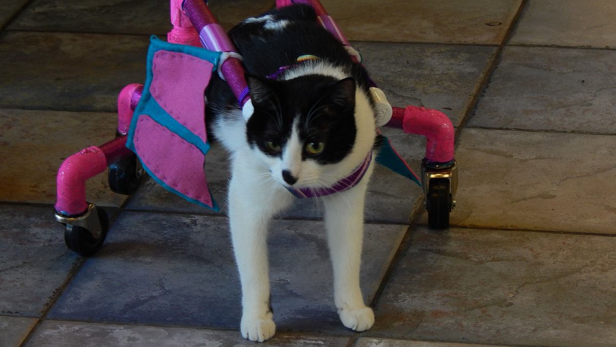 der katzenflüsterer