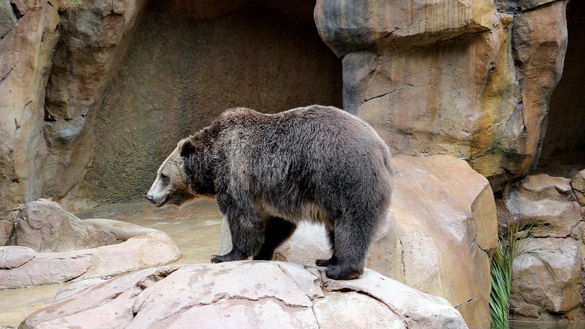san diego zoo