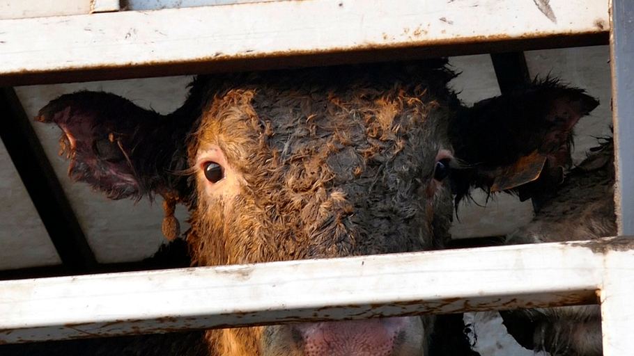 achtung tiertransport: lange wege auf den teller