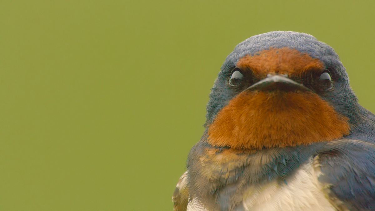 unglaubliche tierwanderungen