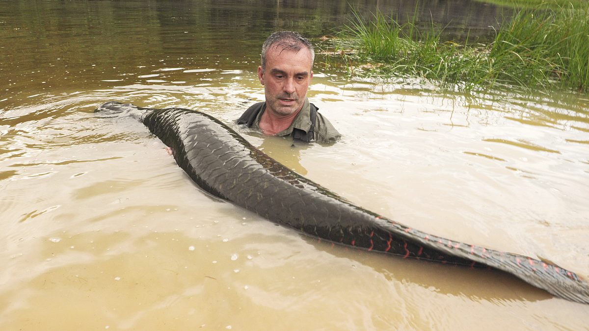 giganten unter wasser - riesenfischen auf der spur