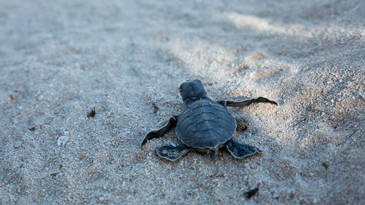 unglaubliche tierwanderungen