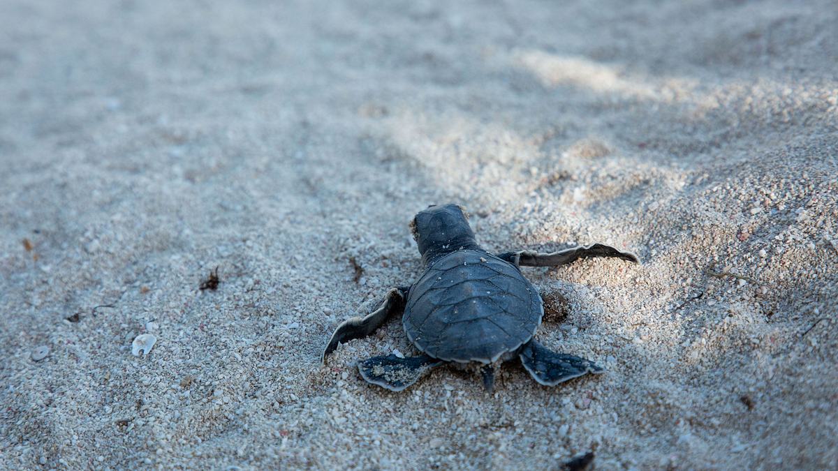 unglaubliche tierwanderungen