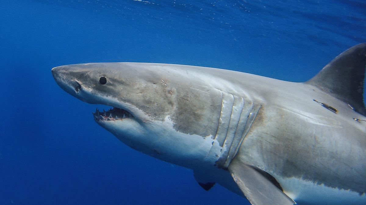 great white danger zone