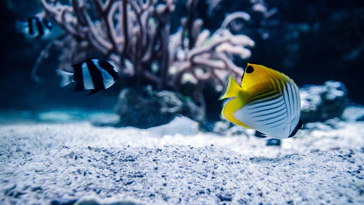die aquarium-profis