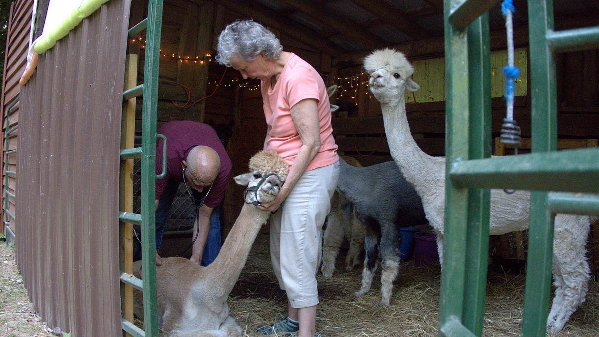der unglaubliche dr. pol
