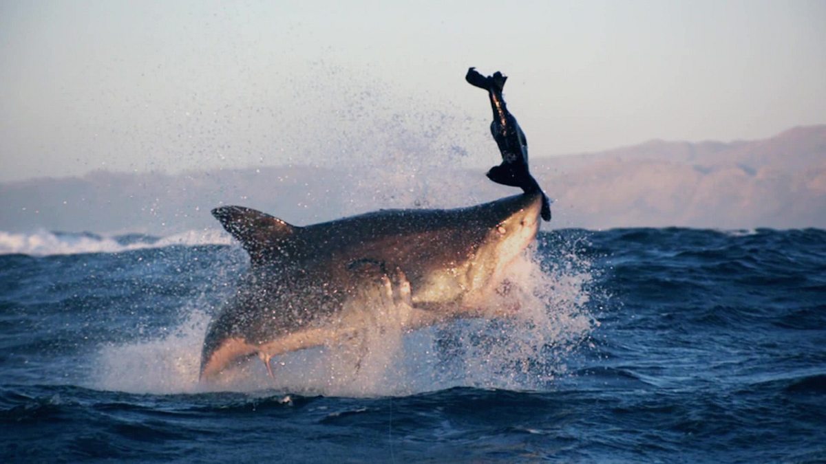 sharks gone wild: neue unglaubliche hai-clips