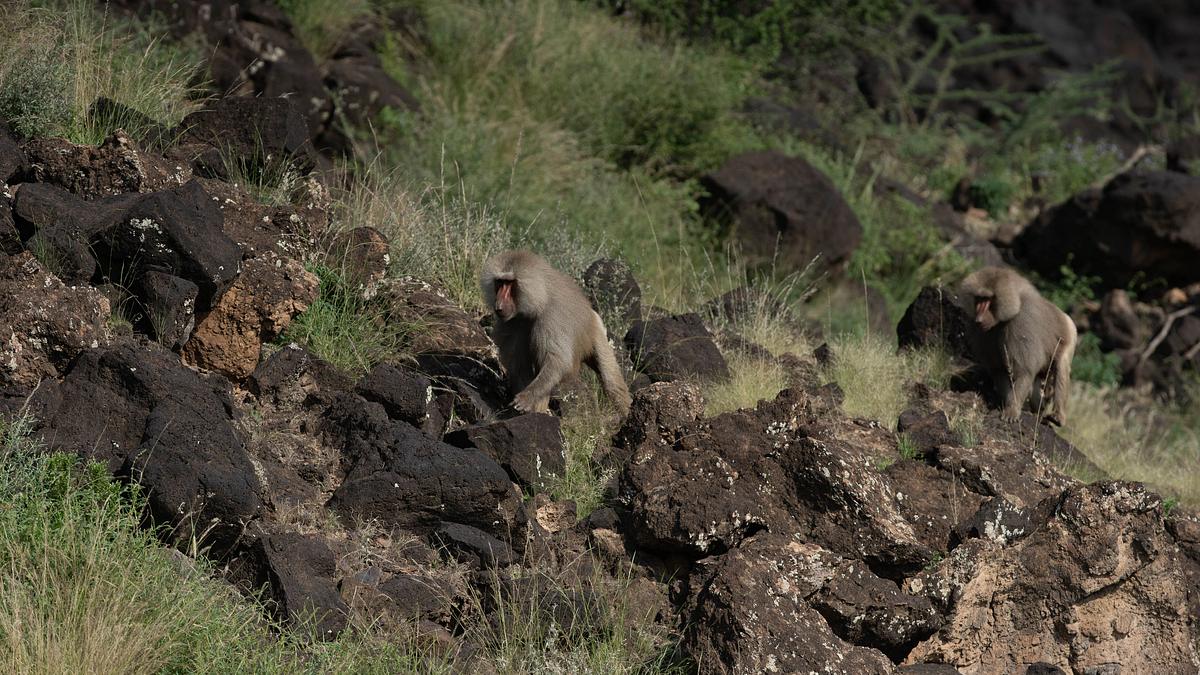 afrikas wilde wunderwelt