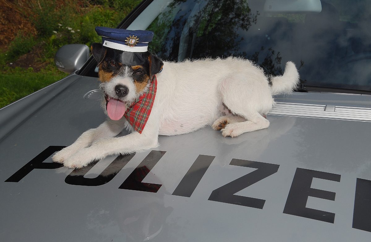 da kommt kalle