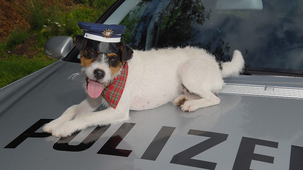 da kommt kalle