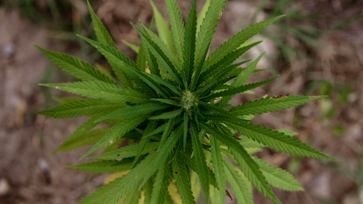 millionengeschäft cannabis - marokkos illegaler exportschlager