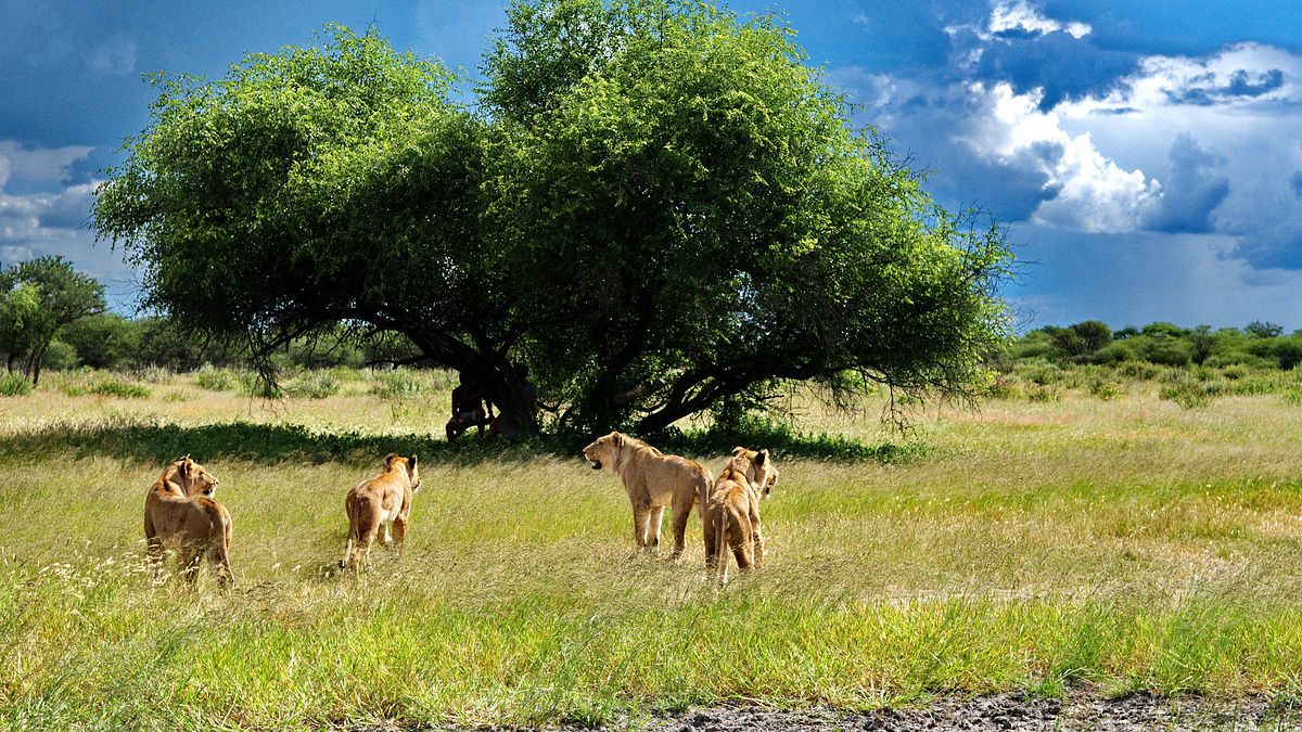 das waisenhaus für wilde tiere - abenteuer afrika