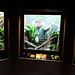 Bronx Zoo - Tierpark der Superlative Thumbnail