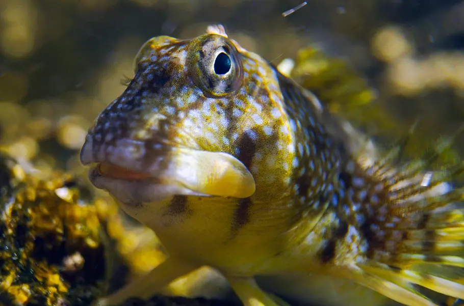 Kroatiens Küste - Endlos und wild kroatiens küste - endlos und wild