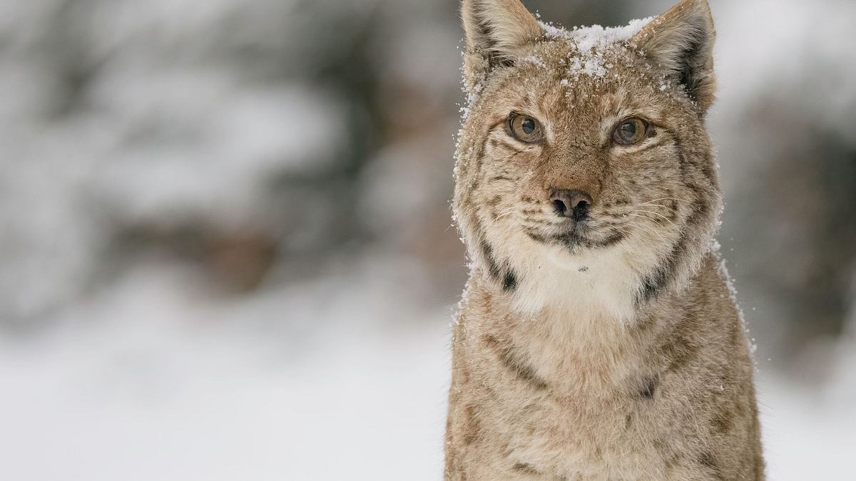 wildes transsilvanien