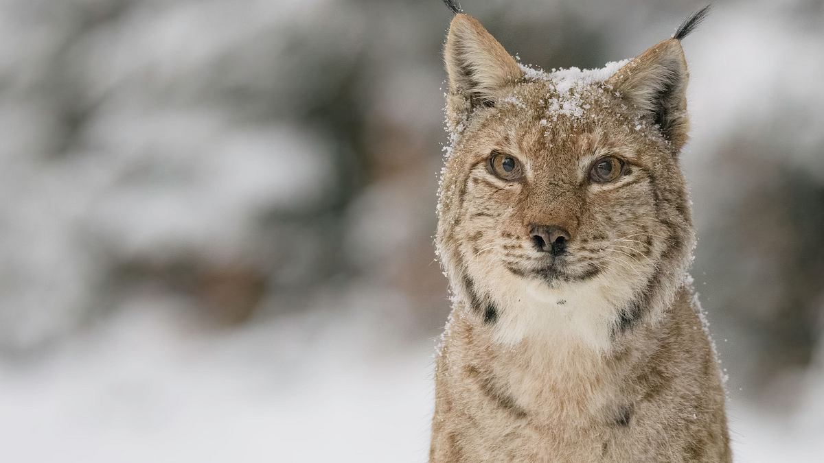 wildes transsilvanien