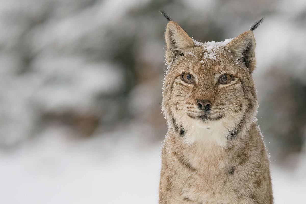 wildes transsilvanien
