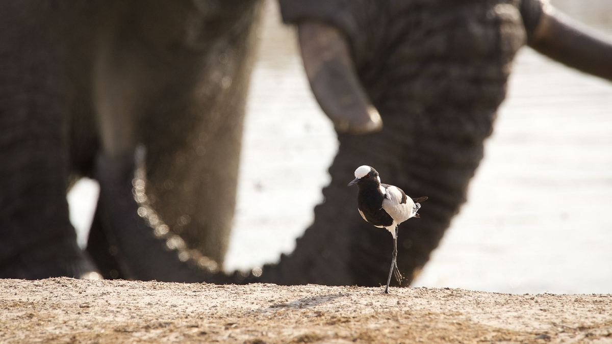 afrikas wilde tierwelt