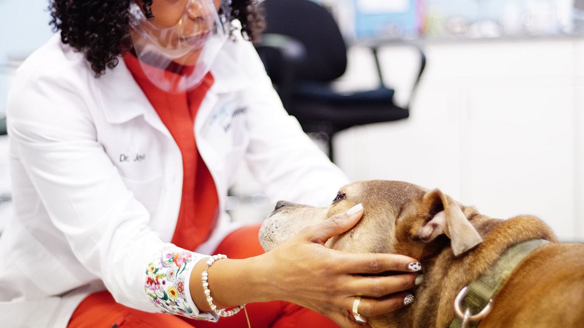 dr. joya - hautärztin der tiere