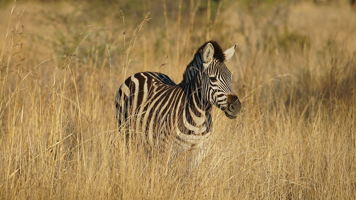 die superkräfte der tiere