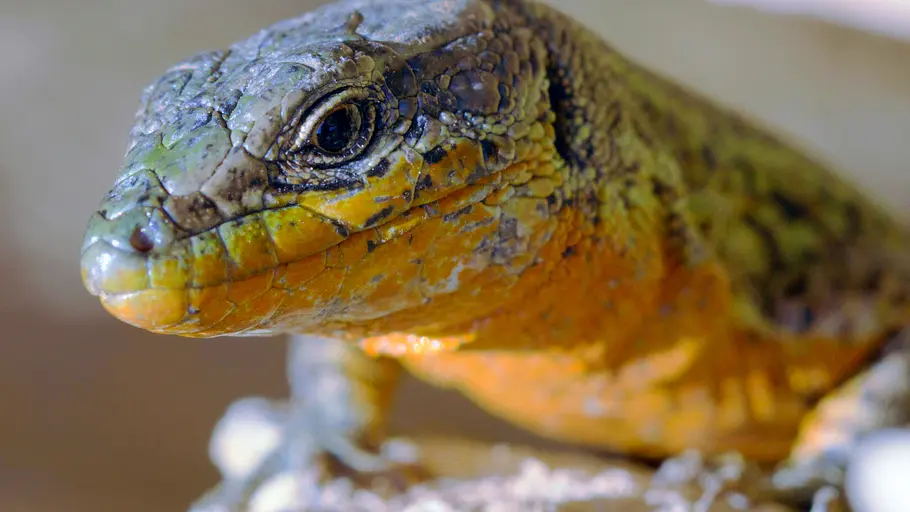 Kroatiens Küste - Endlos und wild kroatiens küste - endlos und wild