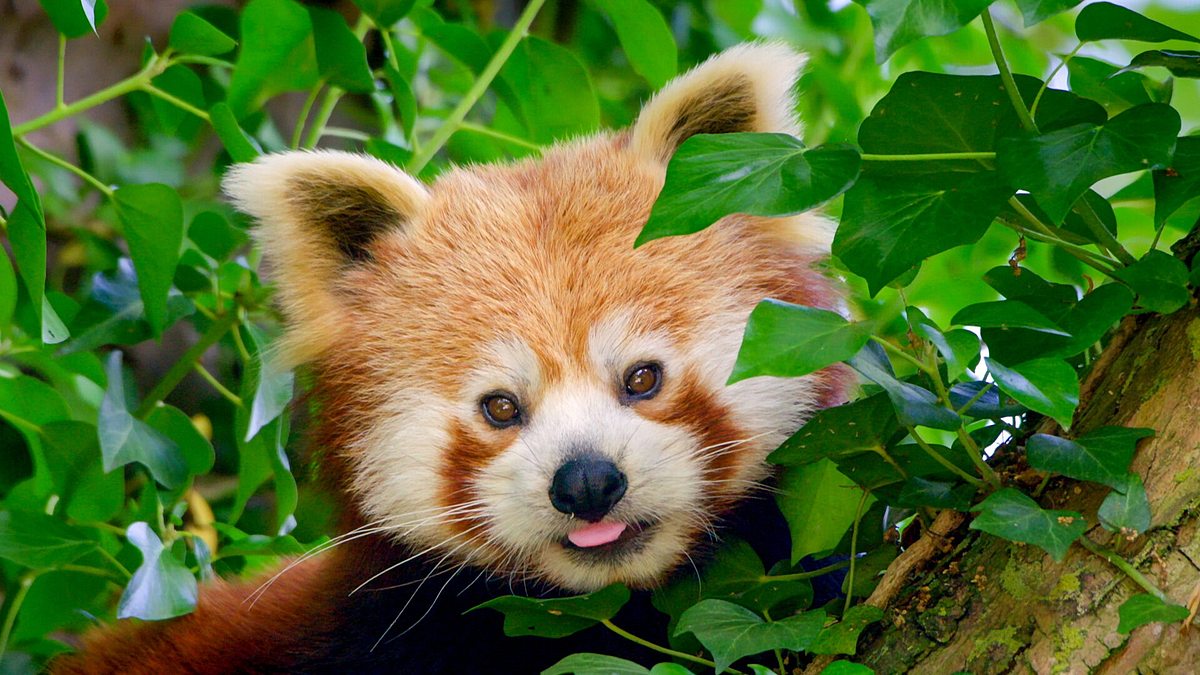 Zoo und so - Tierisch wild! zoo und so - tierisch wild!