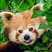 Zoo und so - Tierisch wild! Thumbnail