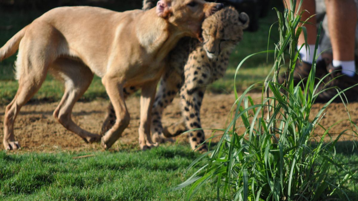 tierische freundschaften