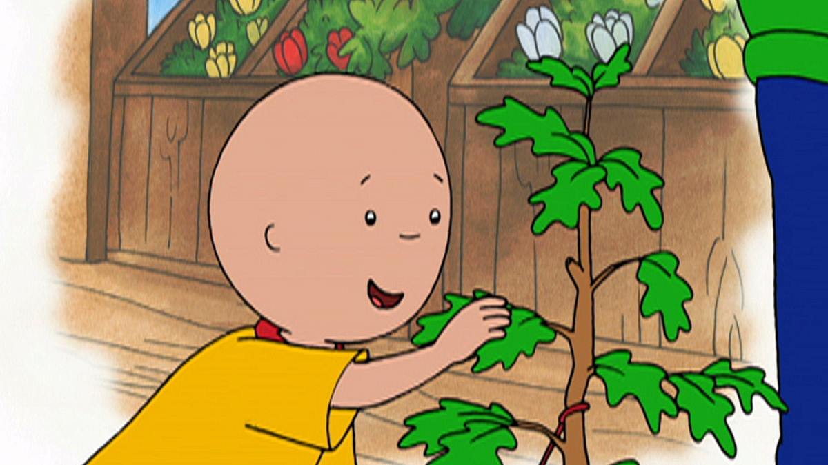 caillou