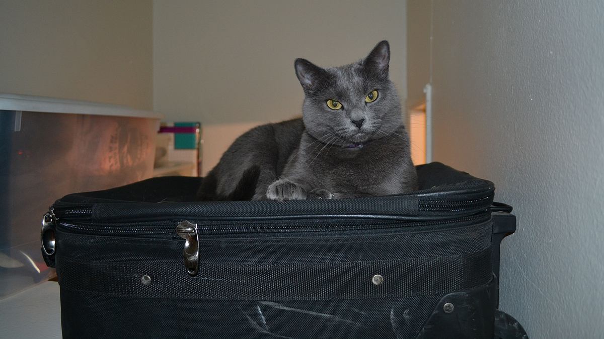 der katzenflüsterer