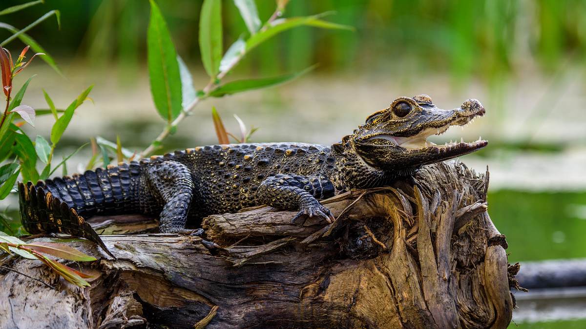 der schwarze kaiman: die legende des amazonas