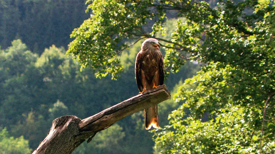 Die Putzkolonne der Natur die putzkolonne der natur