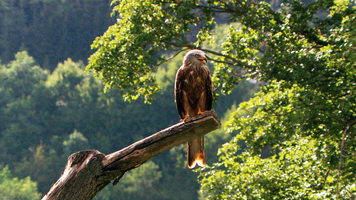 die putzkolonne der natur