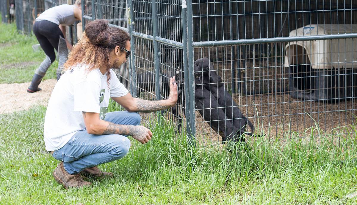 Pitbulls auf Bewährung pitbulls auf bewährung