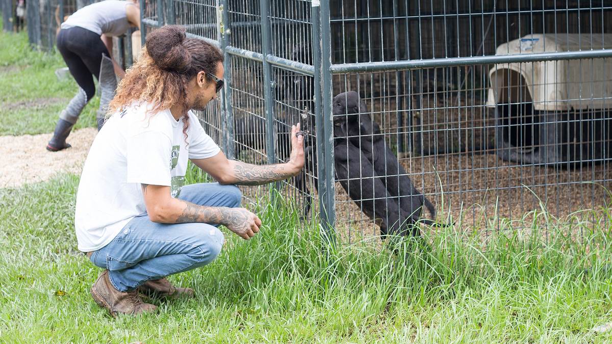 pitbulls auf bewährung