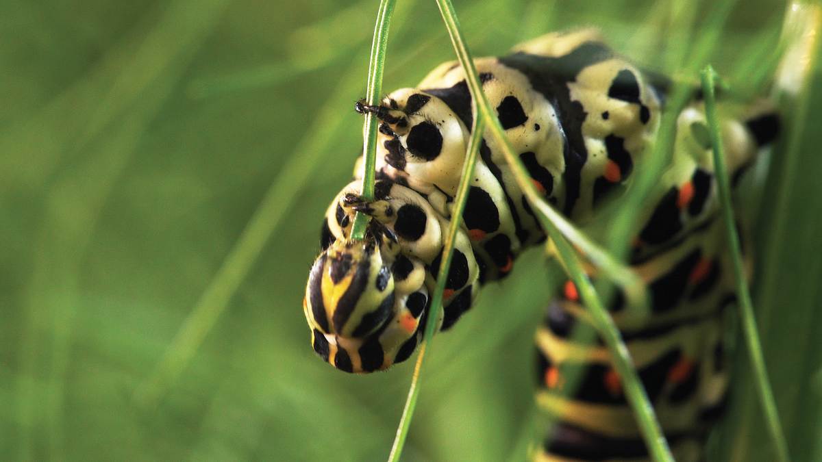 naturwunder gemüsegarten: die große welt der kleinen tiere